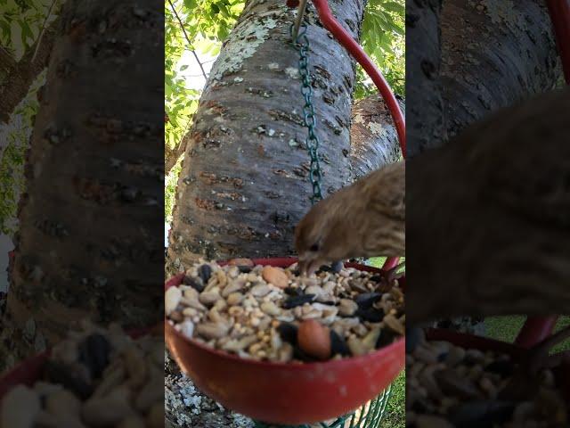 Yet Another Female House Finch Feeding Session