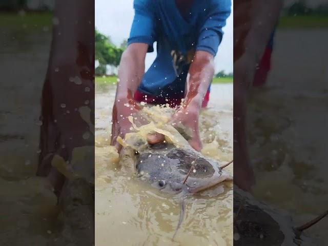 Amazing unique fish catching in pond #fish #fishvideo #shorts #fishingshorts