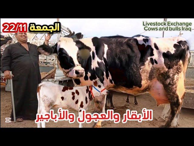 الجمعة 22/11/2024 بورصة المواشي الأبقار المطافيل والعجول والأباجير البصرة