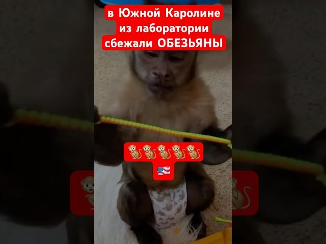 Обзор Южной Каролины #сша