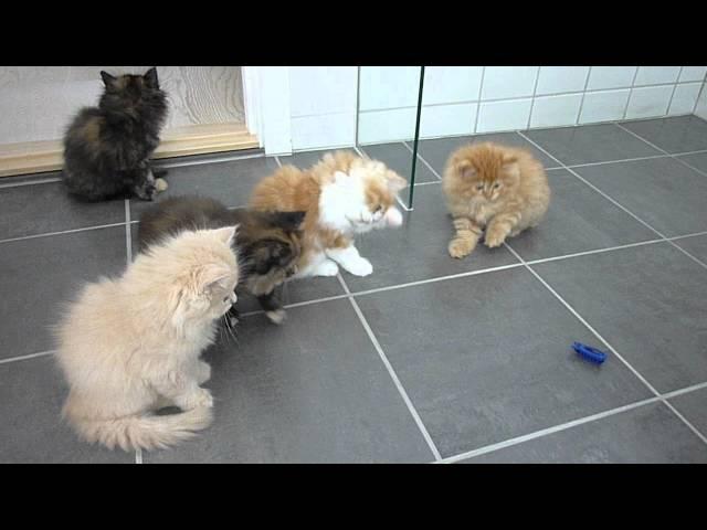 Persian kittens playing with 'bug'