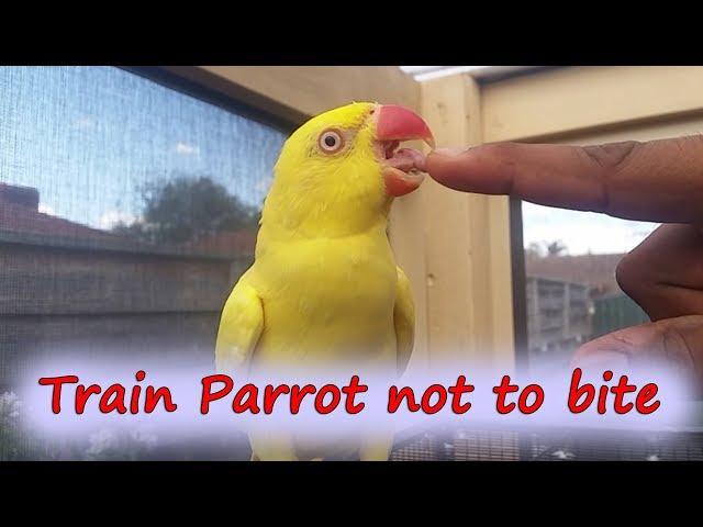 Teach Parrot not to bite you