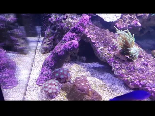 Update  7 of the 170 gallon reef. Baby turbosnails