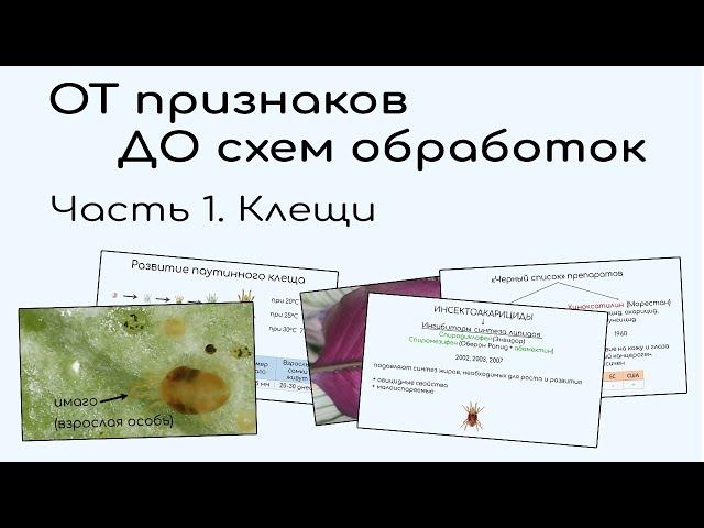 Паутинный клещ и оранжерейный. Признаки. Разбор препаратов и схемы применения.