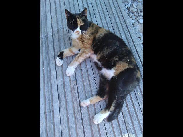 DASOUDI BEACH, LIMASSOL, CYPRUS - A cat rescued