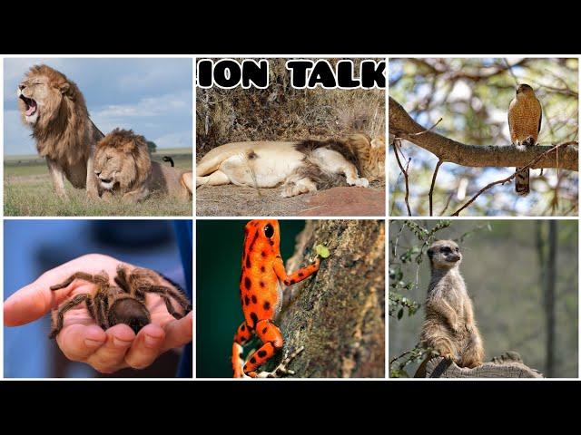 7 Amazing Talks Newquay Zoo - Lions ,Meerkats , Curly Hair Tarantulas & MORE!