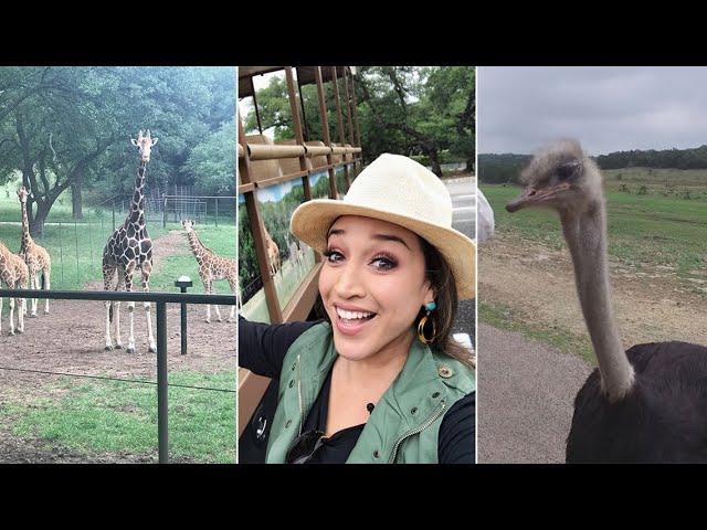 New Safari Tour at Natural Bridge Wildlife Ranch | KVUE