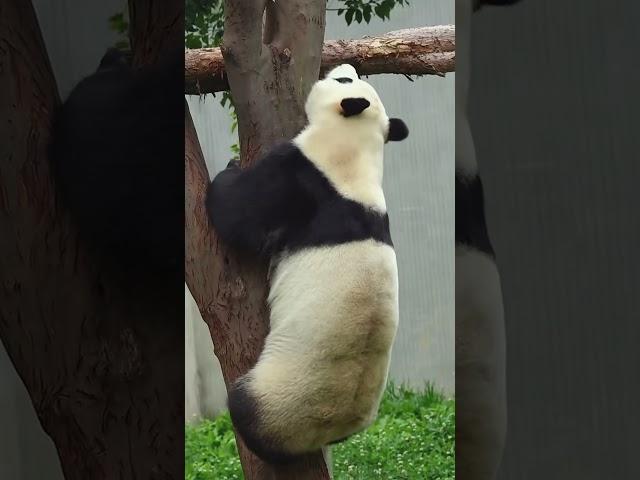 아이고! 푸바오, 이젠 나무 타기 고수라고?!  #루이바오 #후이바오 #푸바오