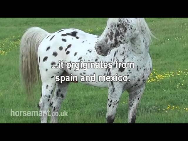 The Horsemart breed guide to Appaloosa