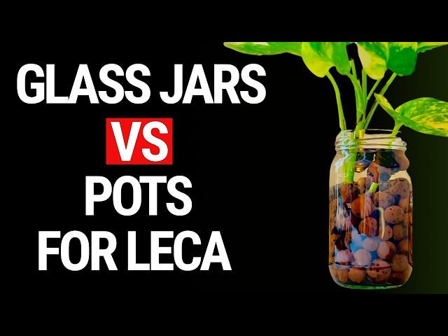 Glass Jars Vs. Pots For Plants in Leca: Which Works Best?