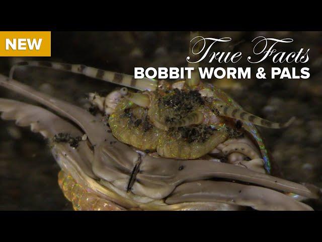 True Facts: Bobbit Worm and Polychaete Pals