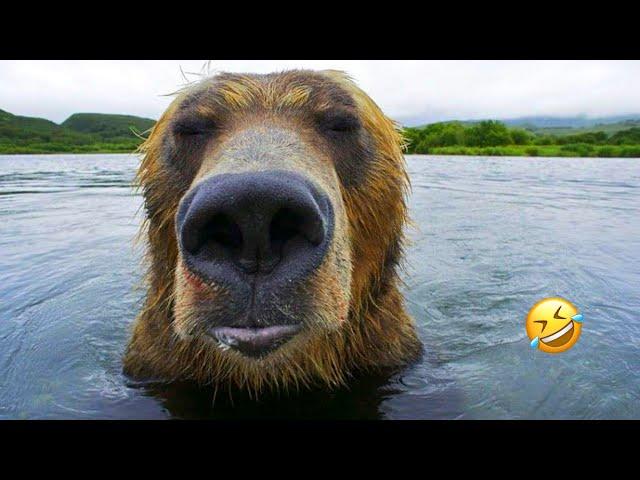 Funny Bears Funniest Animals Videos | Awersome Catch By The Bear | Bear Attack | Polar Bear