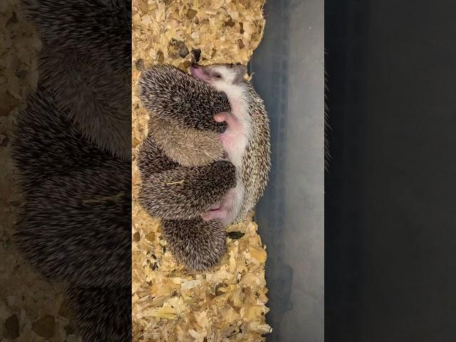 Nursing baby hedgehogs