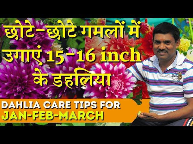 15-16 inch के डहलिया कैसे उगाते हैं छोटे-छोटे गमलों में रामविलास जी ? || Grow Giant Dahlia in Pots