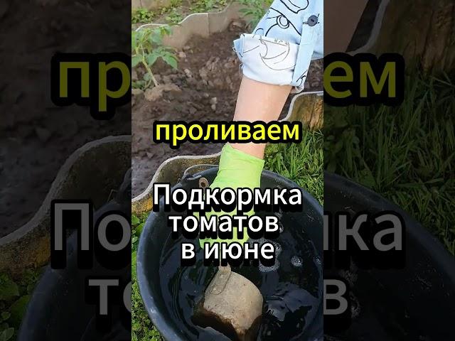 1 подкормка в июне = ведро томатов с куста! 