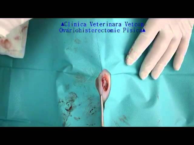 Sterilizare Pisica (Cat Ovariohisterectomy, OVH)