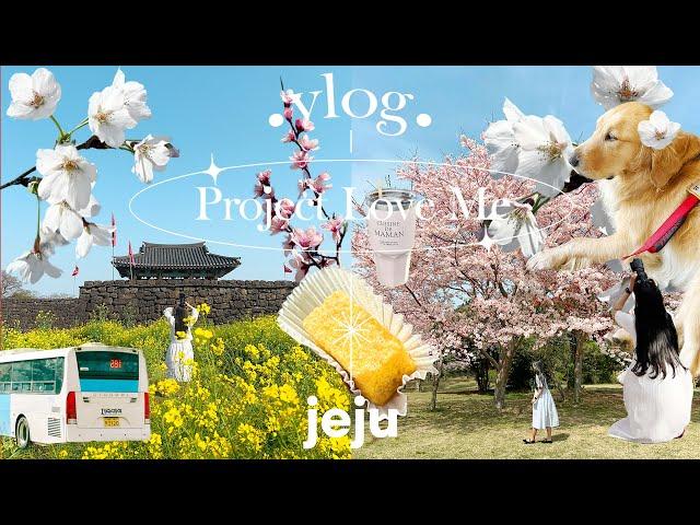 Find the best cherry blossom and canola flower spot in Jeju Island | 19 Spot | Living alone vlog