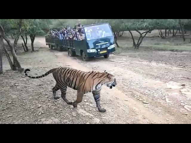 Tiger sighting by canter safari in Ranthambore