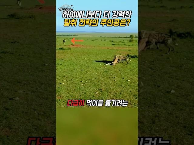 사자가 하이에나 먹이를 빼앗는 이유 – 섭식 서열 전략 해설