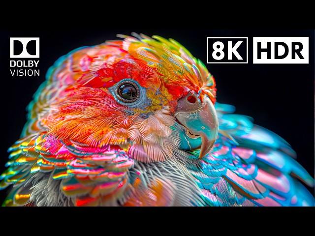 The Best Dolby Vision HDR 8K 60 FPS (8K Video ULTRA HD)