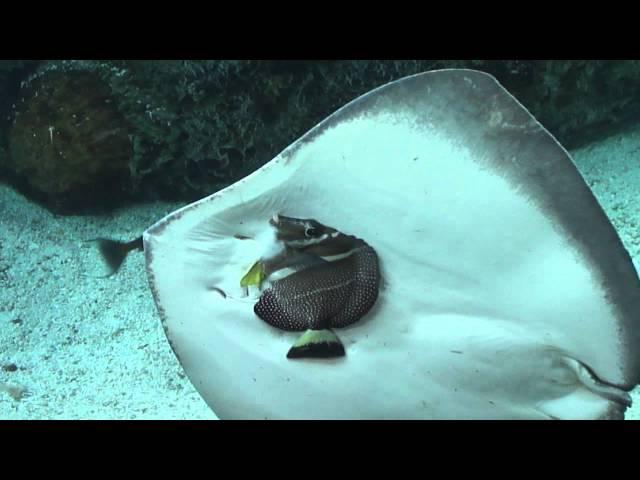 Stingray tries to eat a fish at the Aquarium of the Pacific