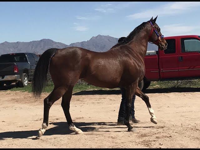 El 40 - Carreras de caballo. Horse races- Thoroughbred vs Quarter Horse 400yards