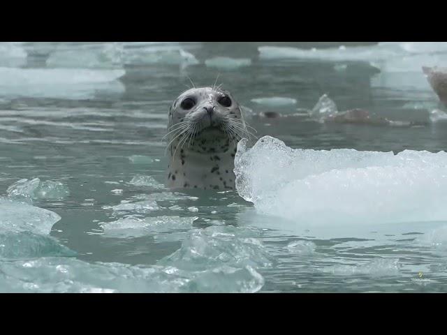 7 day alaska fjords & canadian inside passage seabourn odyssey 240705 1080p