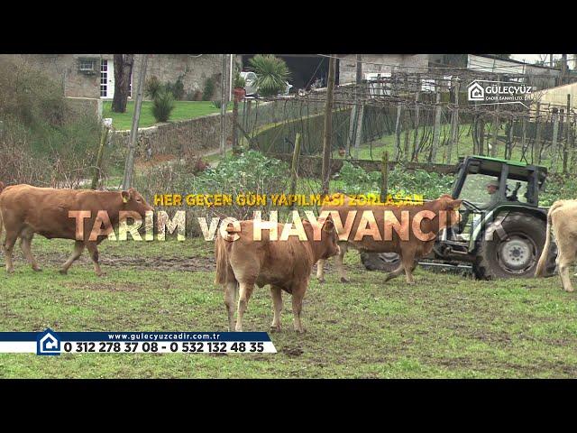 TARIM VE HAYVANCILIK #tarım #hayvancılık #büyükbaş #küçükbaş