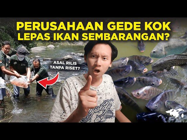 KACAU!! PERUSAHAAN GEDE LEPAS IKAN INVASIF DI SUNGAI INDONESIA