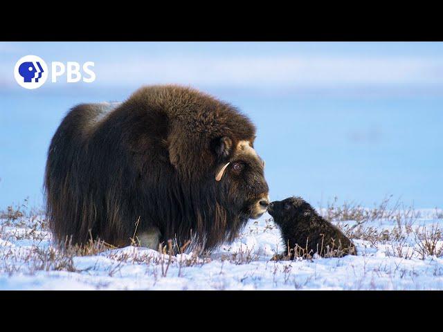 Newborn Muskox's First Day