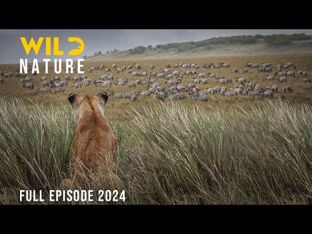 WILD SERENGETI | Rulers of Ndutu, Grumeti, and Olduvai #animaldocumentary | Wild Nature