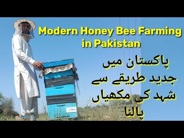 Modern Honey Bee Farming in Pakistan || Honey Bee Farming || Honey Bee || Honey Farming