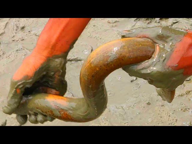 Eel Fishing / Boy Catching Eels Fishing Farm Deep Mud pond