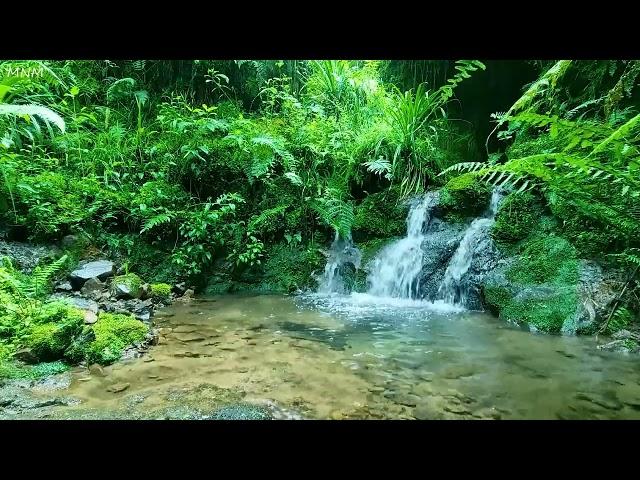 Majestic Birdsong, Natural Spring Water Flowing Under the Big Forest, Beautiful Nature, ASMR