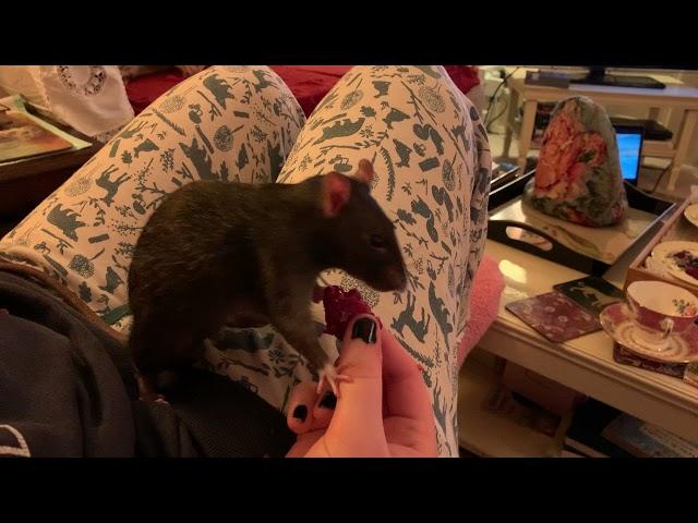 Rat eats raspberry