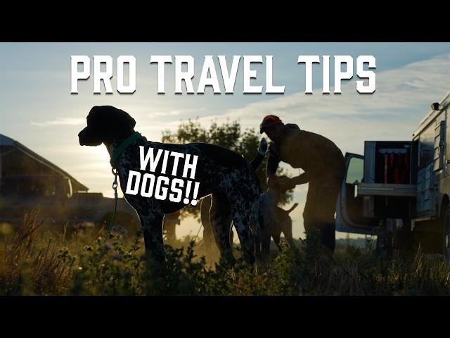 Hunting Dog Health - Tips For Traveling With Dogs