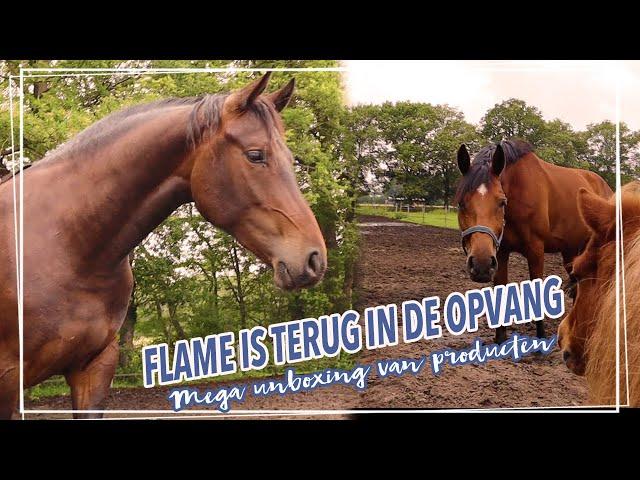 FLAME is TERUG?! + MEGA UNBOXING!! || Paardzoektbaas