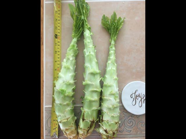 A simple guide of growing celtuce and cook it | 莴笋怎么种