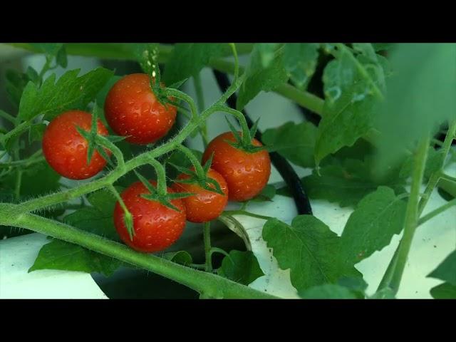 Crop Stock Footage   Farm Stock Video   Credit PexBell