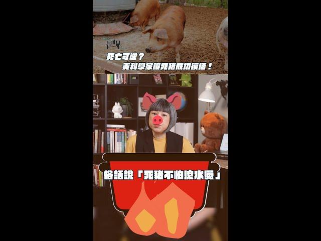 死亡可逆？ 美科學家讓死豬成功復活！ 【TODAY 看世界】#shorts