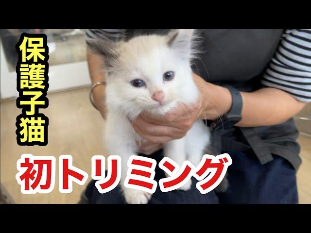 初めてのトリミングでもふもふ度が際立つ保護子猫とラブラドールのセルフトリミング