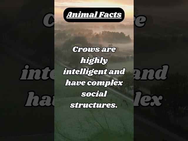 Incredible Daily Facts! Grow your knowledge! Epic Animal Facts