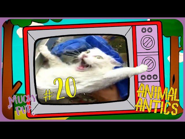 TOP 20 MOST GRUMPY ANIMALS  | Animal Antics  | Full Episode | Mucky Pup