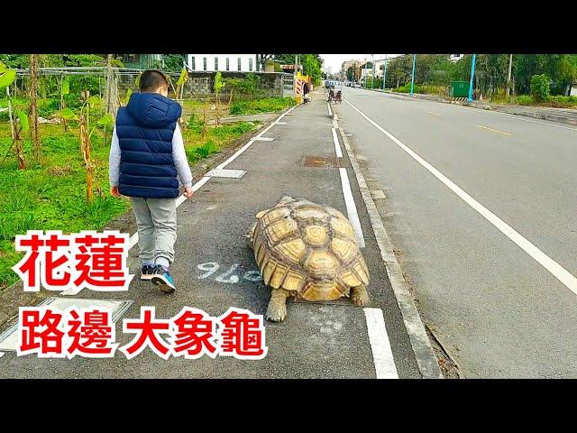 【溜龜達人】花蓮路邊大象龜-溜烏龜-溜龜師傅-溜龜仙人