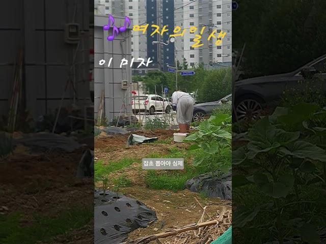 누구는 힘 안든 데                 #어머니 #삶 #잡초