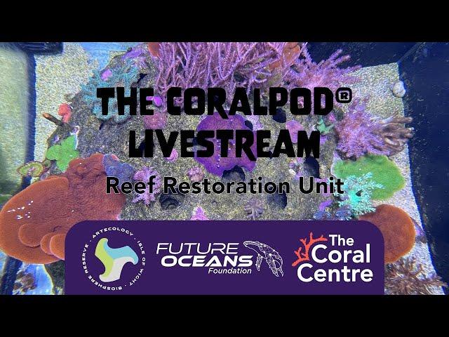 CoralPod® 24/7 livestream from Coral HQ