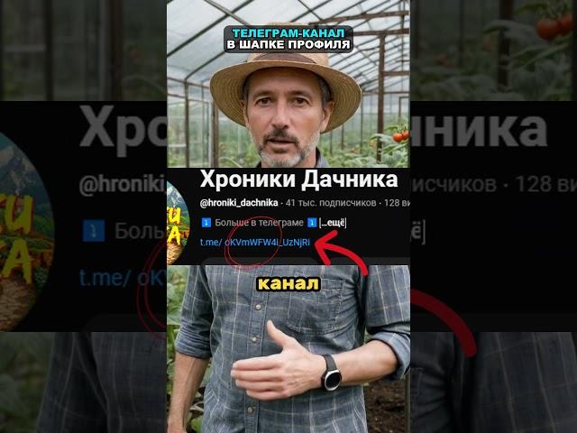 Главный секрет при посадке капусты #капуста #огород #сад #дача