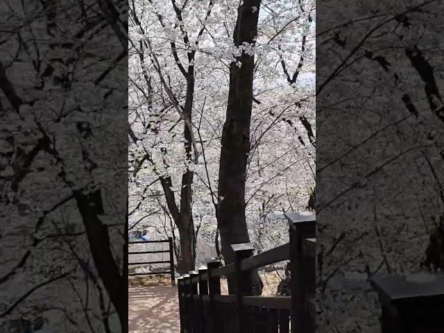 #봄이오나봄 #보고싶다 #버스킹 #감성