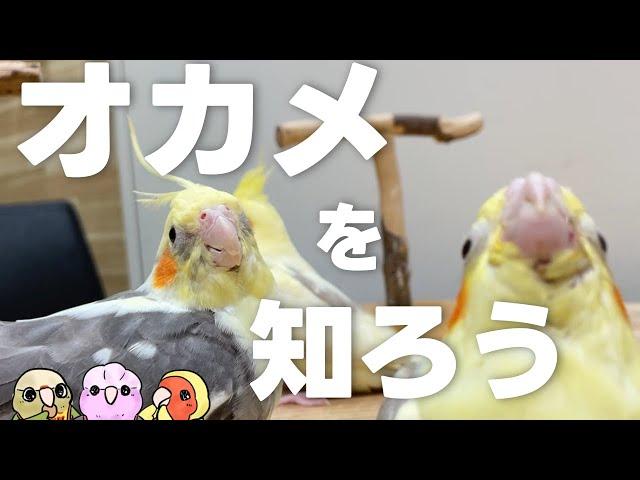 【初心者むけ】オカメインコってどんな鳥？？【こんぱまる名古屋店】