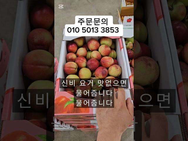 "신비복숭아, 만족 보장! 달콤함이 가득한 2주간!" #제철과일 #신비복숭아 #복숭아 #천도복숭아